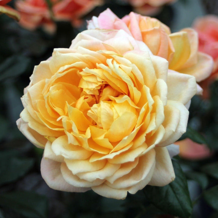 Capri Butasi trandafiri de gradina butași trandafiri de grădină