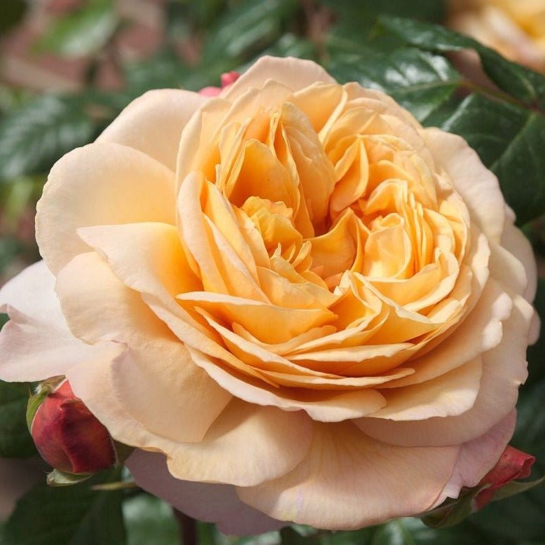 Capri Butasi trandafiri de gradina butași trandafiri de grădină