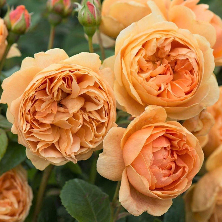 Carolyn Knight Trandafir Englezesc Floribunda butași trandafiri de grădină