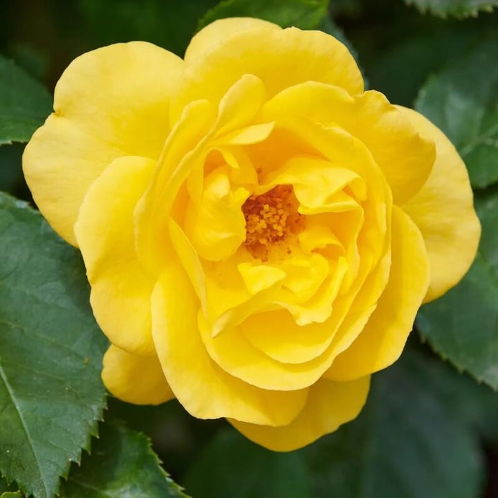 Carte D'or Trandafir Floribunda butași trandafiri de grădină