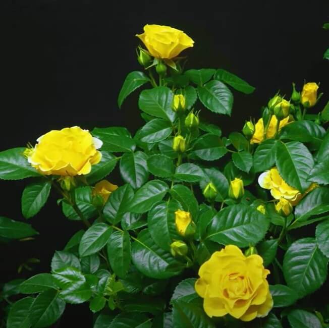 Carte D'or Trandafir Floribunda butași trandafiri de grădină