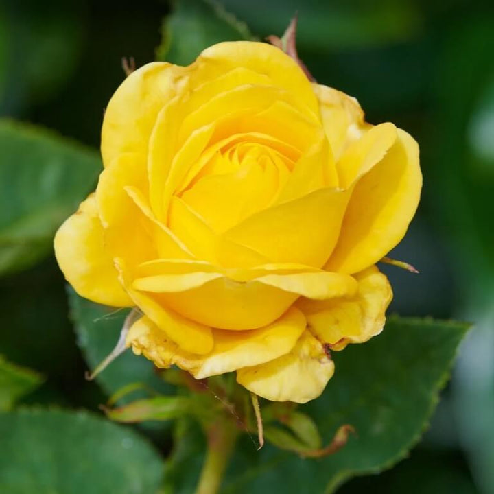 Carte D'or Trandafir Floribunda butași trandafiri de grădină