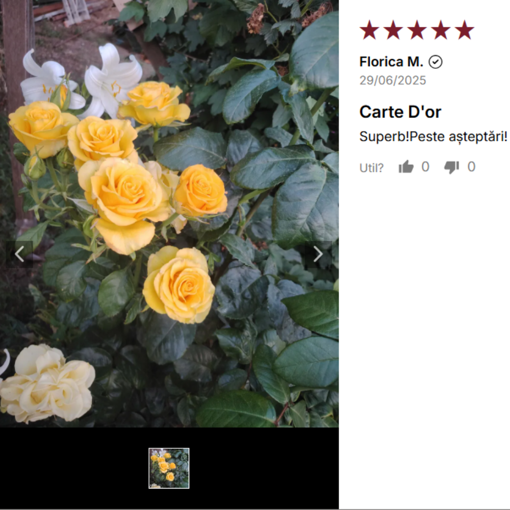 Carte D'or Trandafiri floribunda galben rezistent Review client