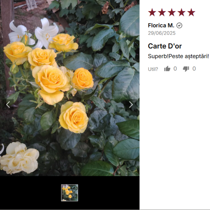 Carte D'or Trandafiri floribunda galben rezistent Review client
