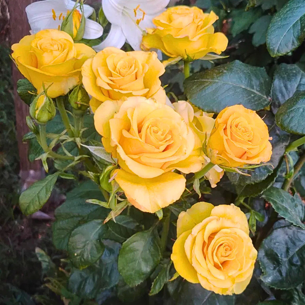Carte D'or Trandafiri floribunda galben rezistent