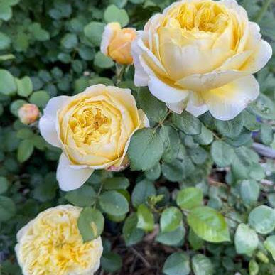 Famous Roses