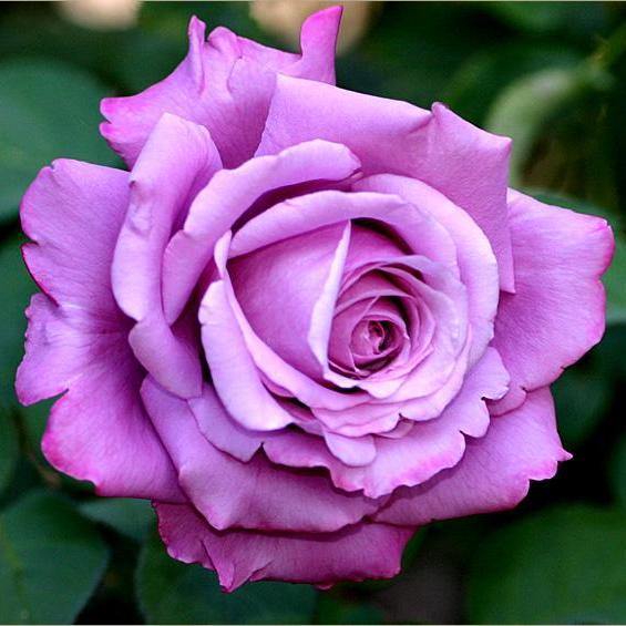 Charles de Gaulle Trandafir Teahibrid butași trandafiri de grădină