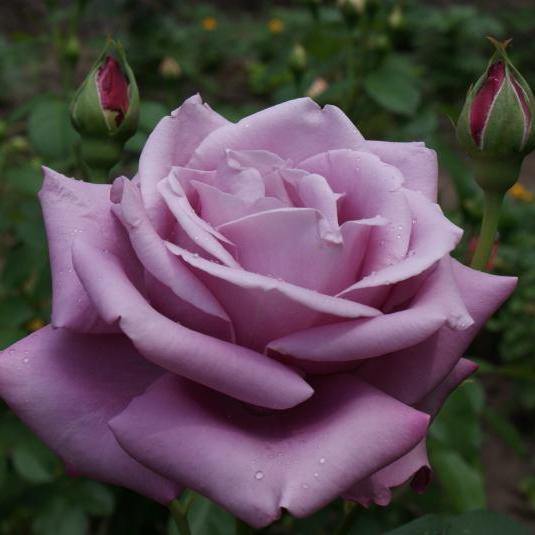 Charles de Gaulle Trandafir Teahibrid butași trandafiri de grădină