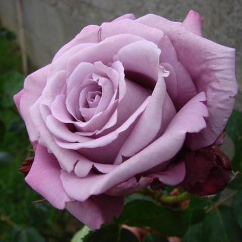 Charles de Gaulle Trandafir Teahibrid butași trandafiri de grădină