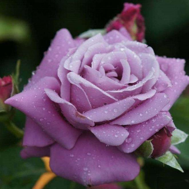 Charles de Gaulle Trandafir Teahibrid butași trandafiri de grădină