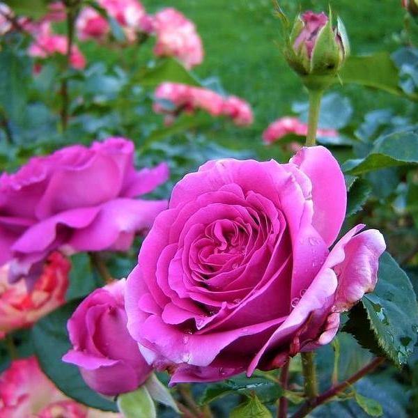 Chartreuse de Parme Trandafir Teahibrid butași trandafiri de grădină