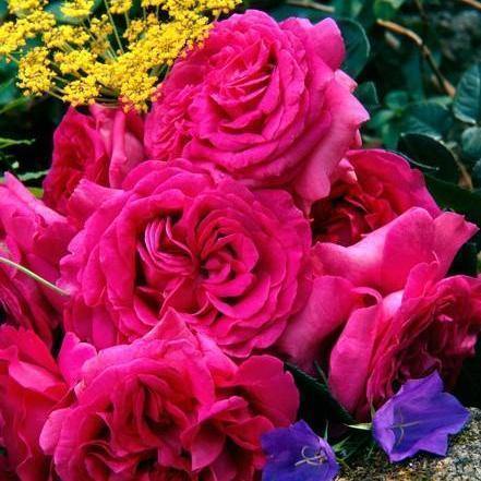 Chartreuse de Parme Trandafir Teahibrid butași trandafiri de grădină