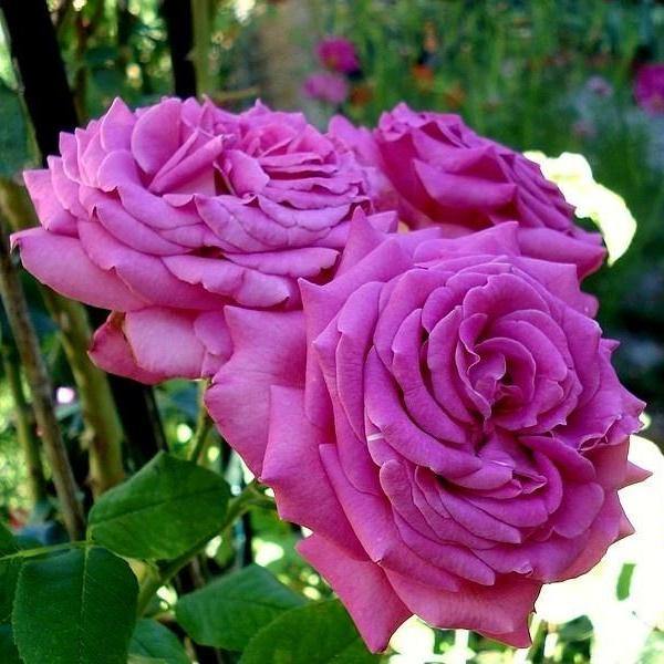 Chartreuse de Parme Trandafir Teahibrid butași trandafiri de grădină