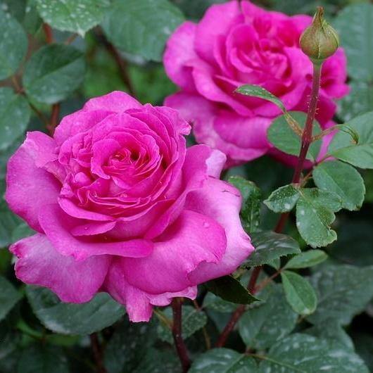 Chartreuse de Parme Trandafir Teahibrid butași trandafiri de grădină