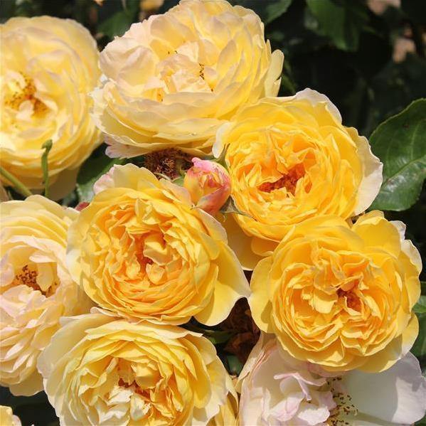 Chateau de Cheverny Trandafir Floribunda butași trandafiri de grădină