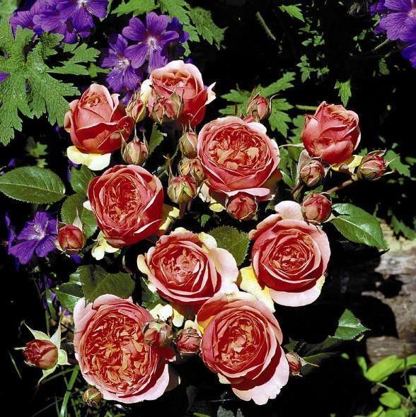 Chippendale Trandafir Teahibrid butași trandafiri de grădină