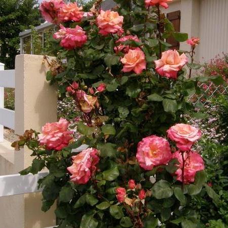 Christophe Colomb Butasi trandafiri de gradina butași trandafiri de grădină