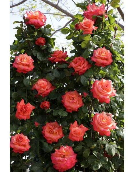 Christophe Colomb Butasi trandafiri de gradina butași trandafiri de grădină