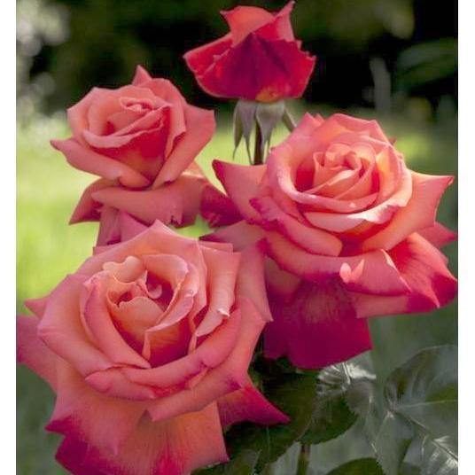 Christophe Colomb Butasi trandafiri de gradina butași trandafiri de grădină