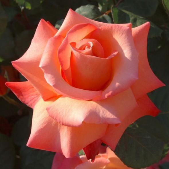 Christophe Colomb Butasi trandafiri de gradina butași trandafiri de grădină