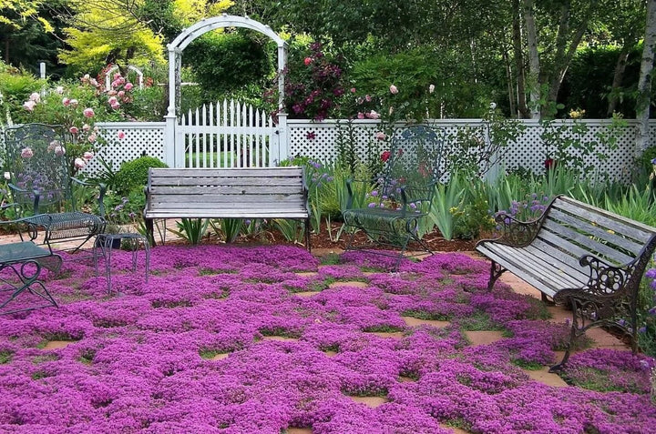 Cimbru Red Carpet Plants butași trandafiri de grădină