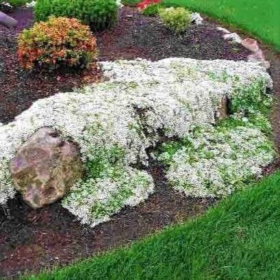 Cimbru White  butași trandafiri de grădină