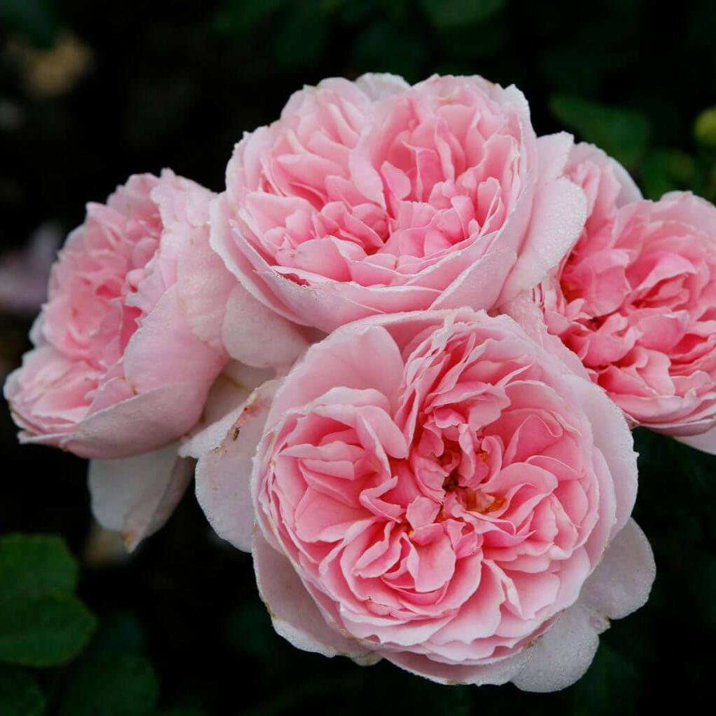 Cinderella Trandafir Floribunda butași trandafiri de grădină