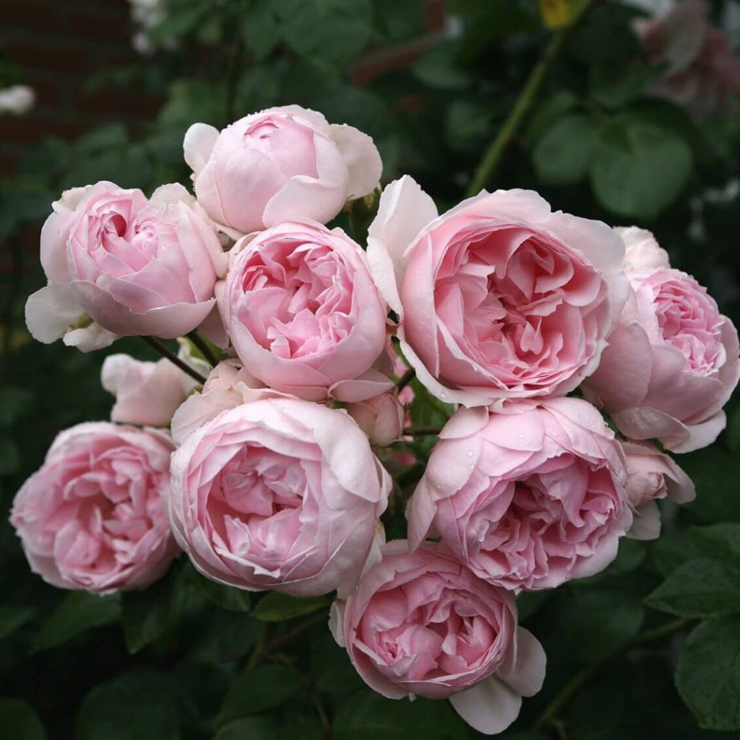 Cinderella Trandafir Floribunda butași trandafiri de grădină