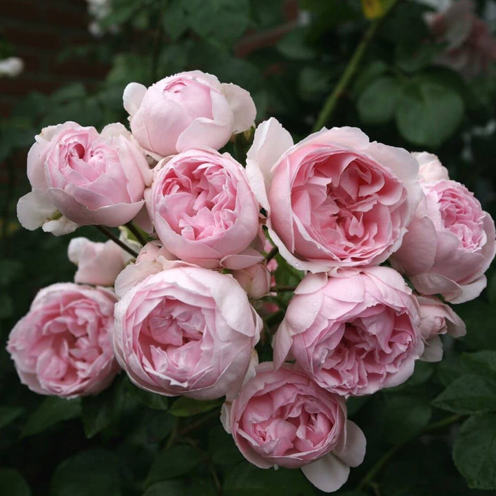 Cinderella Trandafir Floribunda butași trandafiri de grădină