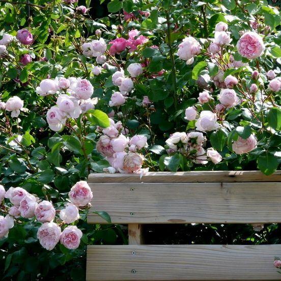 Cinderella Trandafir Floribunda butași trandafiri de grădină