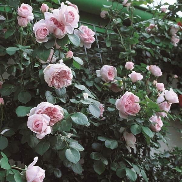 Cinderella Trandafir Floribunda butași trandafiri de grădină