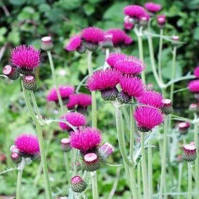 Cirsium Rivulare Atropurpureum  butași trandafiri de grădină