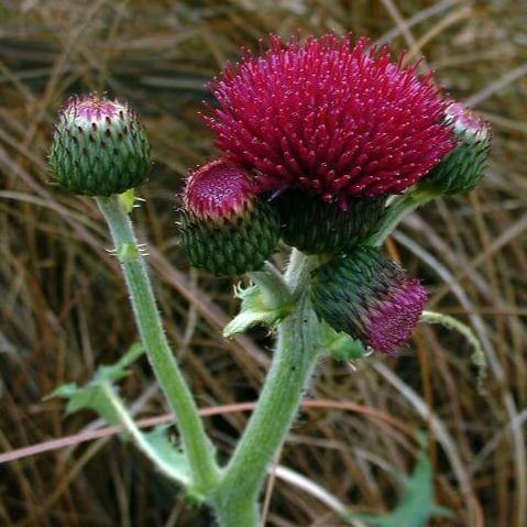 Cirsium Rivulare Atropurpureum  butași trandafiri de grădină