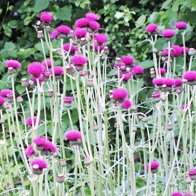 Cirsium Rivulare Atropurpureum  butași trandafiri de grădină