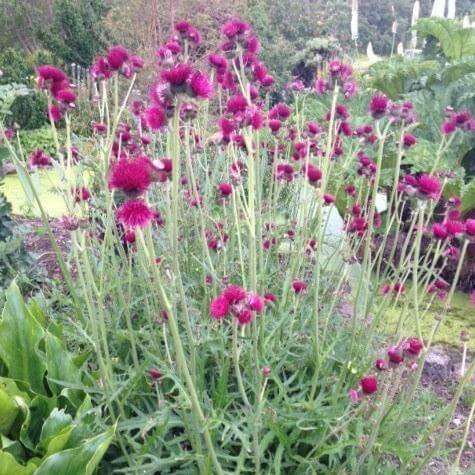 Cirsium Rivulare Atropurpureum  butași trandafiri de grădină