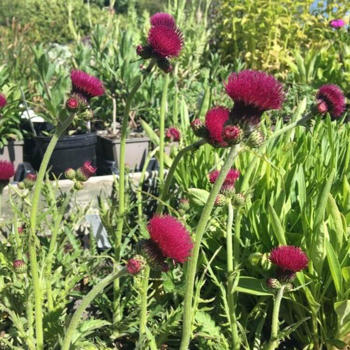 Cirsium Rivulare Atropurpureum  butași trandafiri de grădină