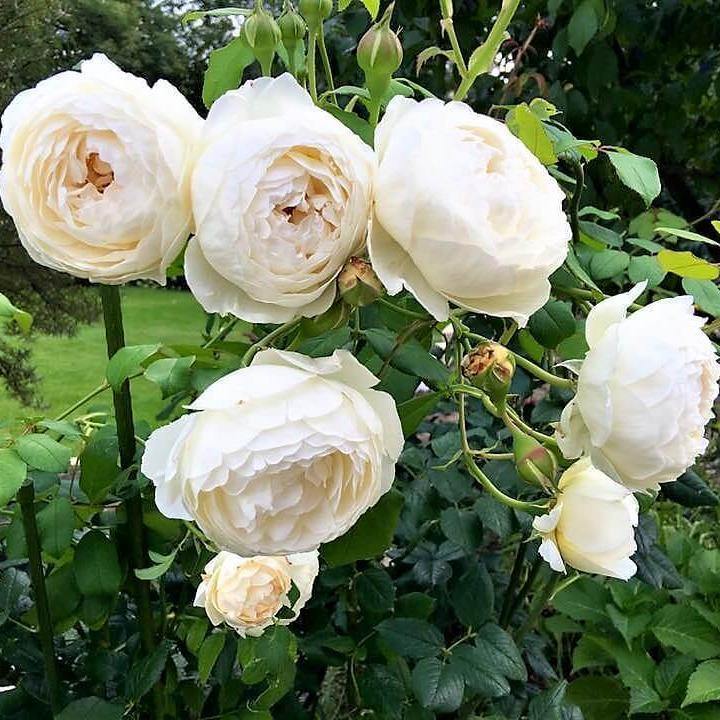 Claire Austin Trandafir Englezesc Floribunda butași trandafiri de grădină