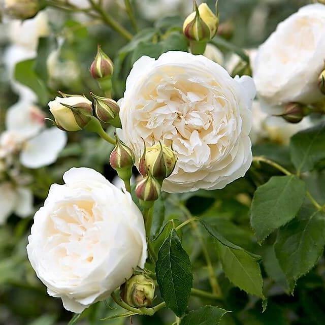 Claire Austin Trandafir Englezesc Floribunda butași trandafiri de grădină