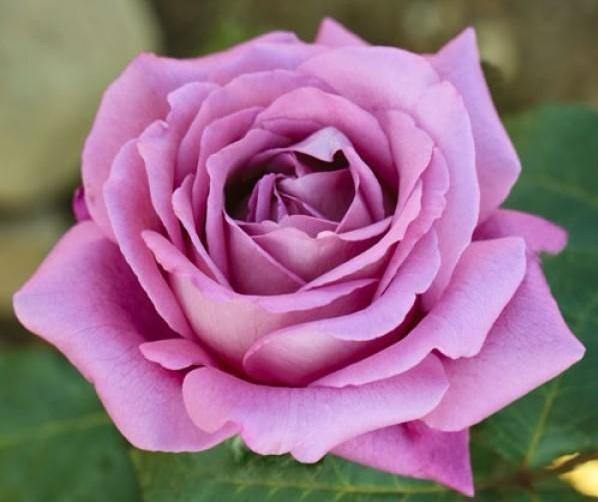 Claude Brasseur Trandafir Teahibrid butași trandafiri de grădină