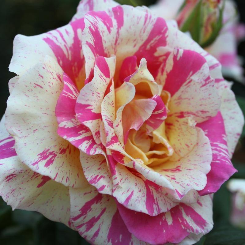 Claude Monet Trandafir Teahibrid butași trandafiri de grădină