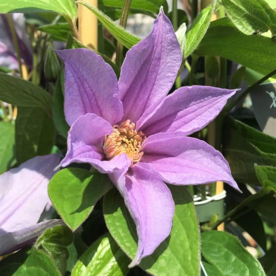 Clematita Diversifolia Star River Perene butași trandafiri de grădină