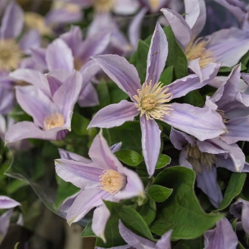 Clematita Diversifolia Star River Perene butași trandafiri de grădină