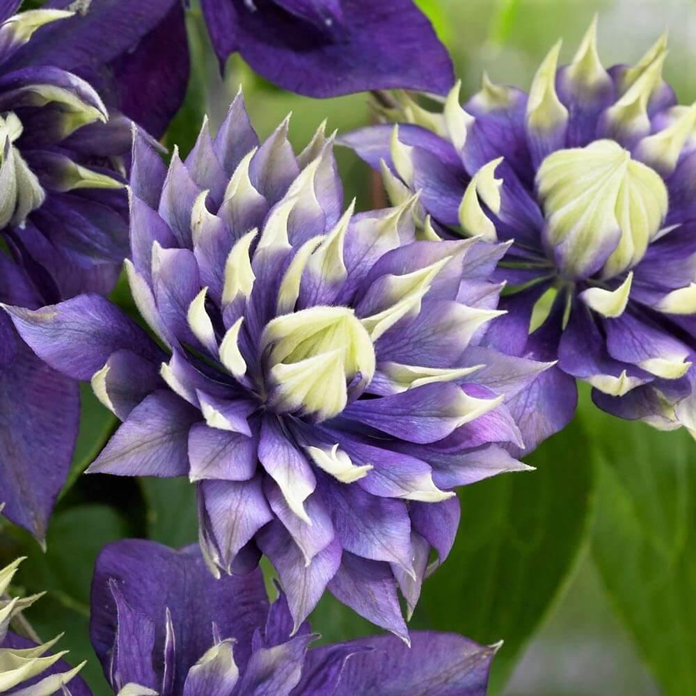 Clematita Hibrid Taiga Perene butași trandafiri de grădină