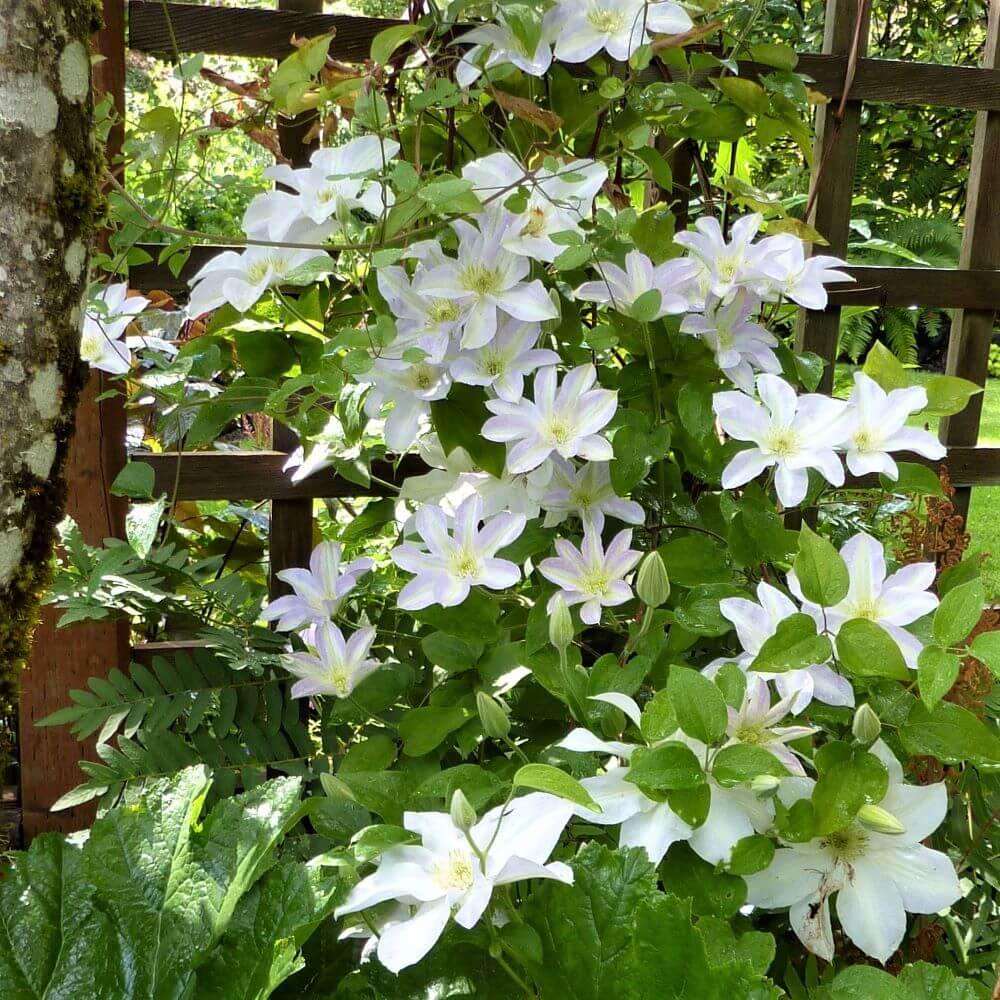 Clematita Hibrid Yukkomachi Perene butași trandafiri de grădină