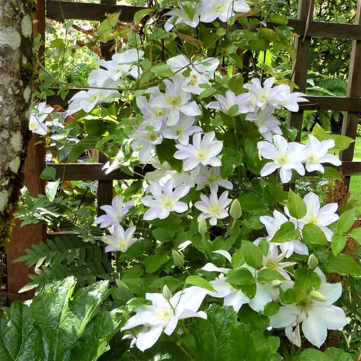 Clematita Hibrid Yukkomachi Perene butași trandafiri de grădină