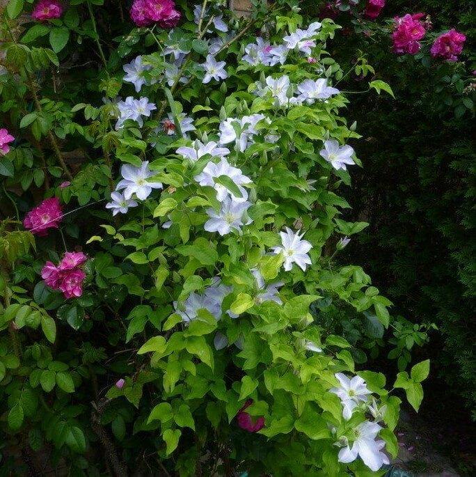 Clematita Hibrid Yukkomachi Perene butași trandafiri de grădină