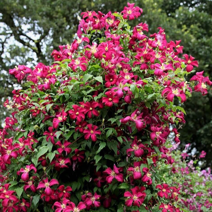 Clematita Viticella Madame Julia Correvon Perene butași trandafiri de grădină