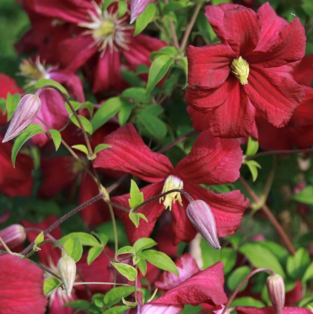 Clematita Viticella Madame Julia Correvon Perene butași trandafiri de grădină