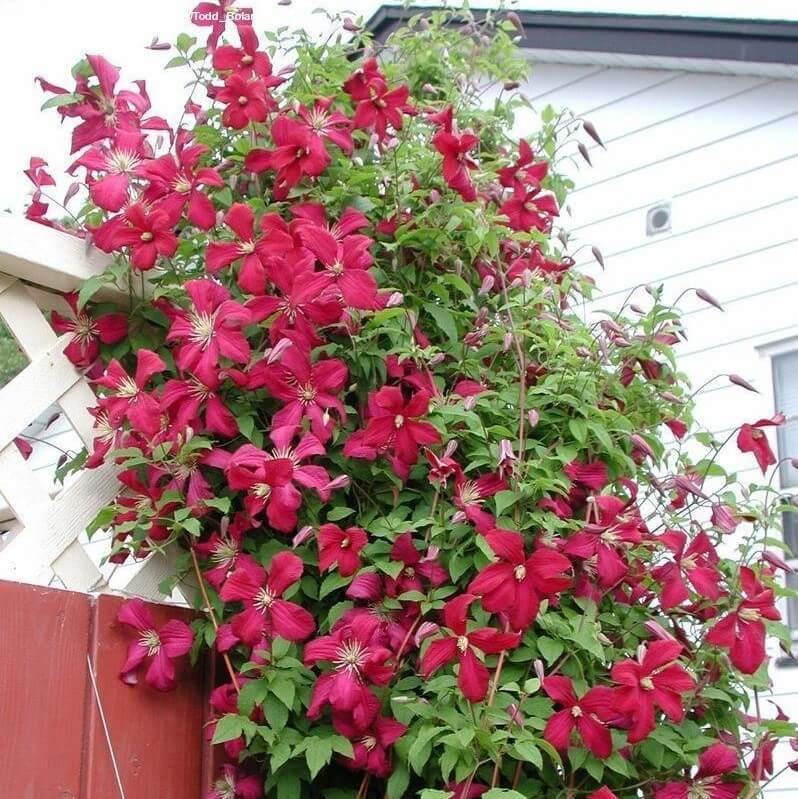 Clematita Viticella Madame Julia Correvon Perene butași trandafiri de grădină