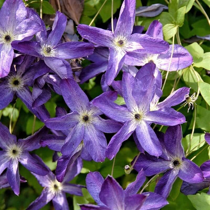 Clematita Viticella Venosa Violacea Perene butași trandafiri de grădină